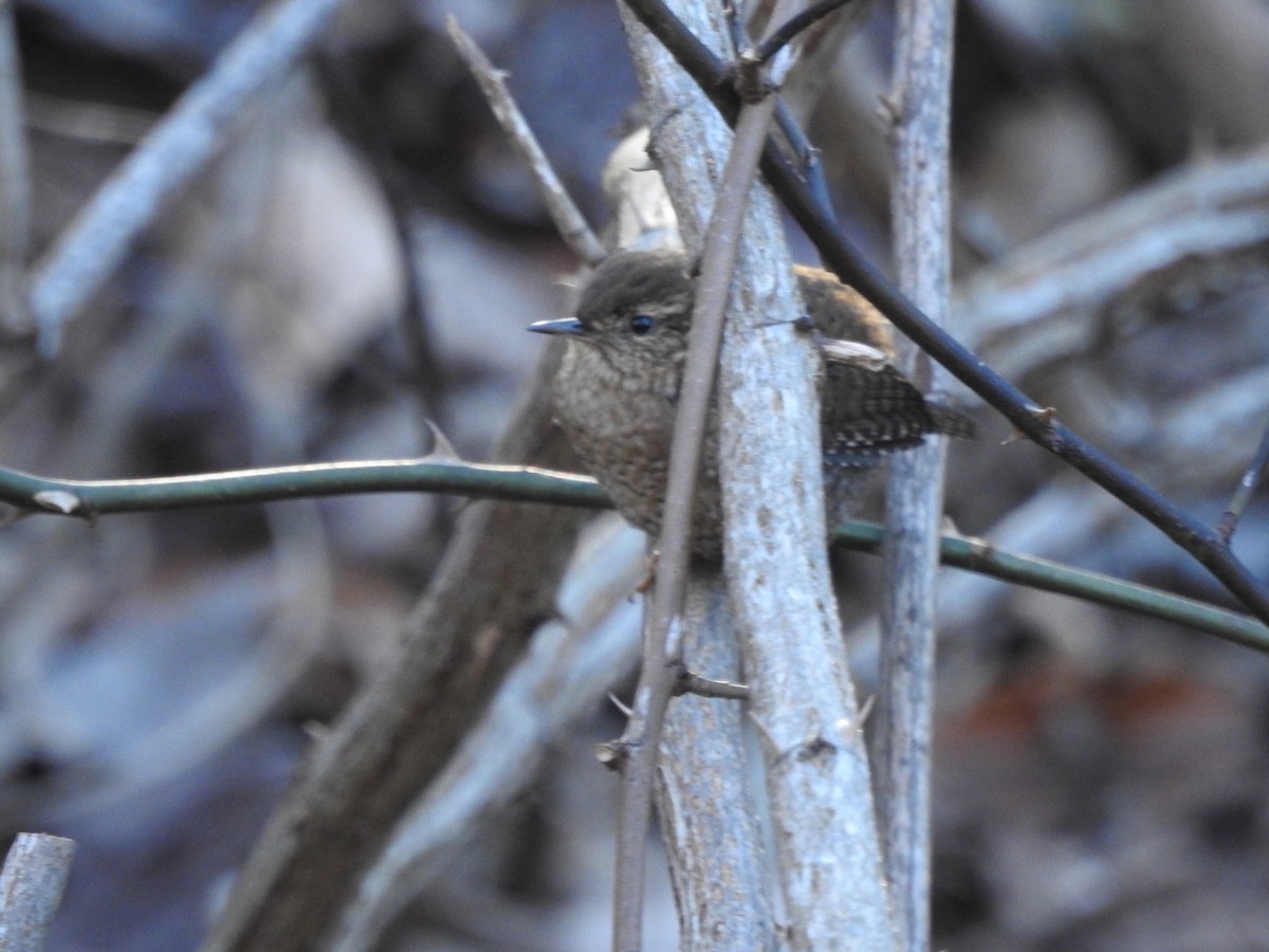 Winter Wren - ML627015665