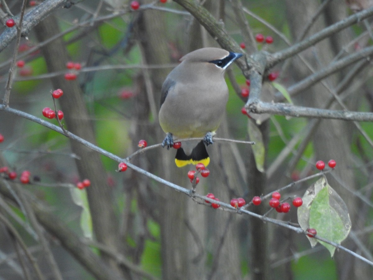 Cedar Waxwing - ML627015694