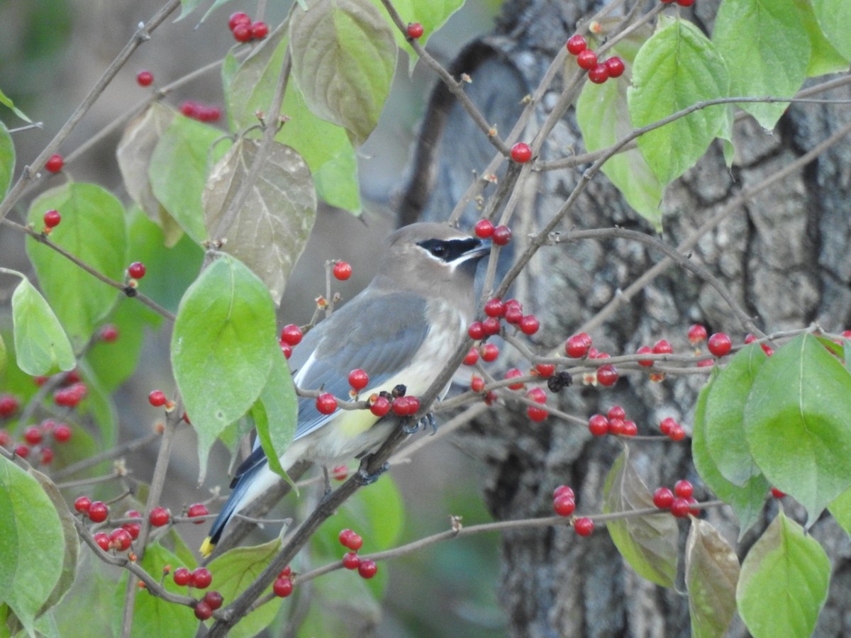 Cedar Waxwing - ML627015695