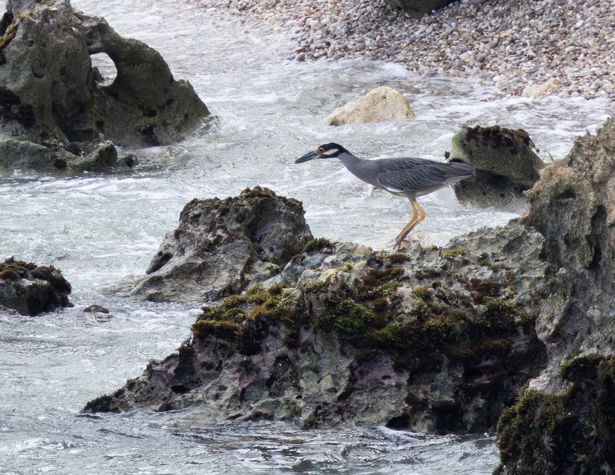 Yellow-crowned Night Heron - ML627015696