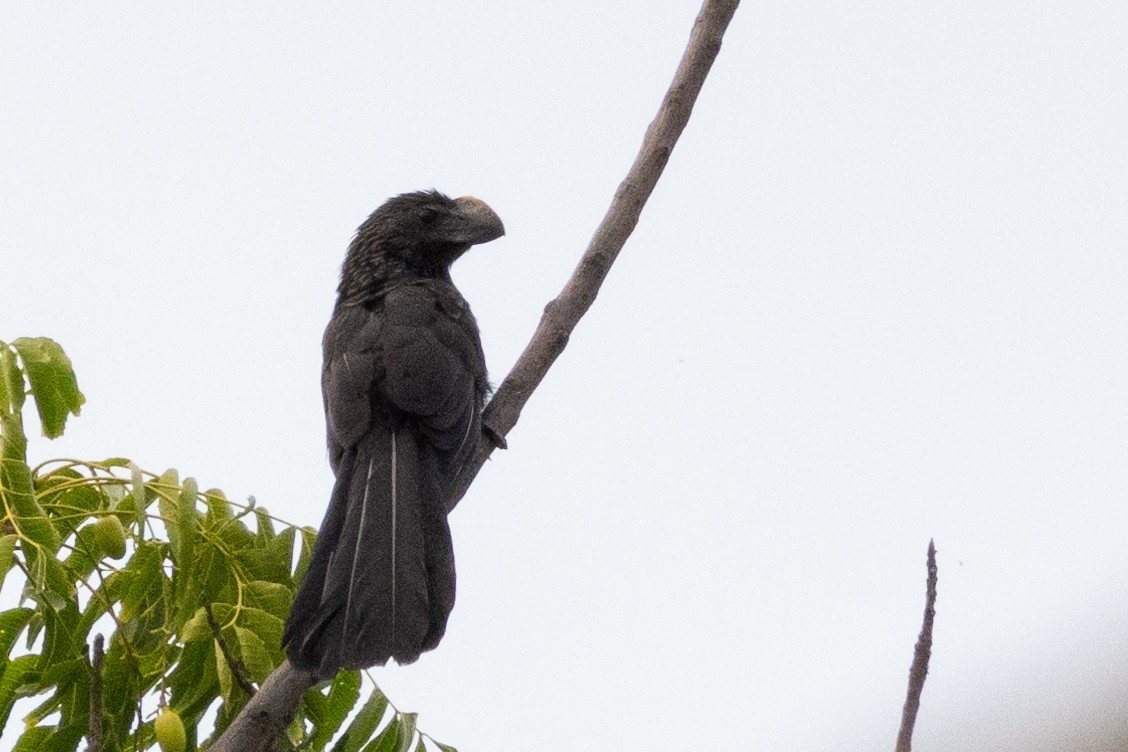 Smooth-billed Ani - ML627015736