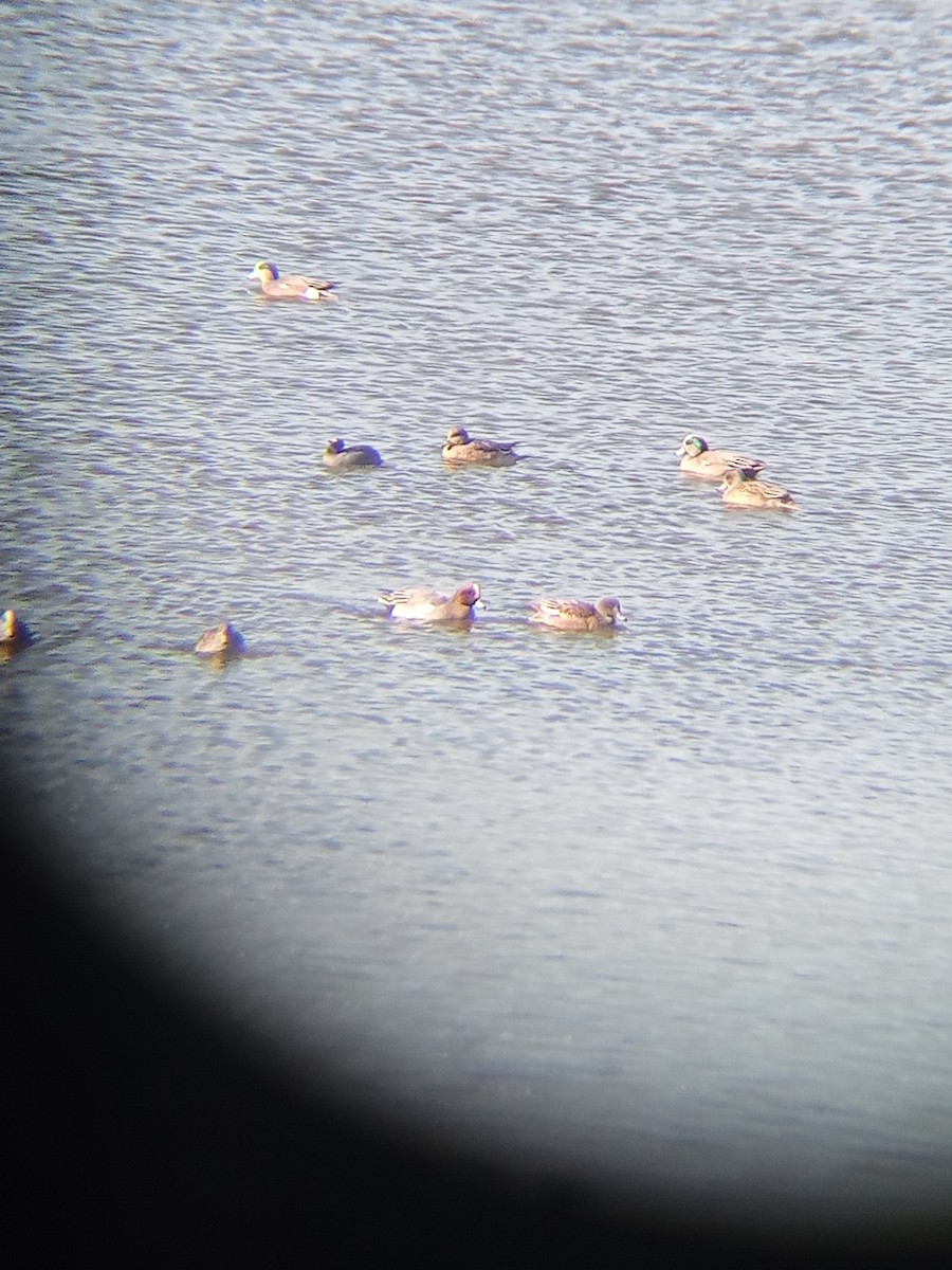Eurasian Wigeon - ML627015914