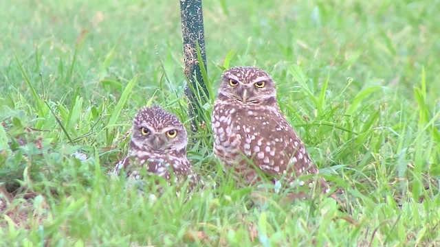 Burrowing Owl (Florida) - ML627016005