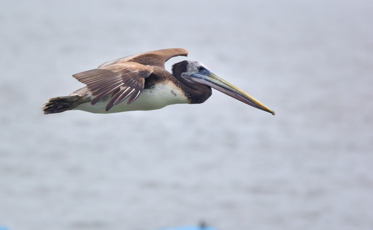 Peruvian Pelican - ML627016105