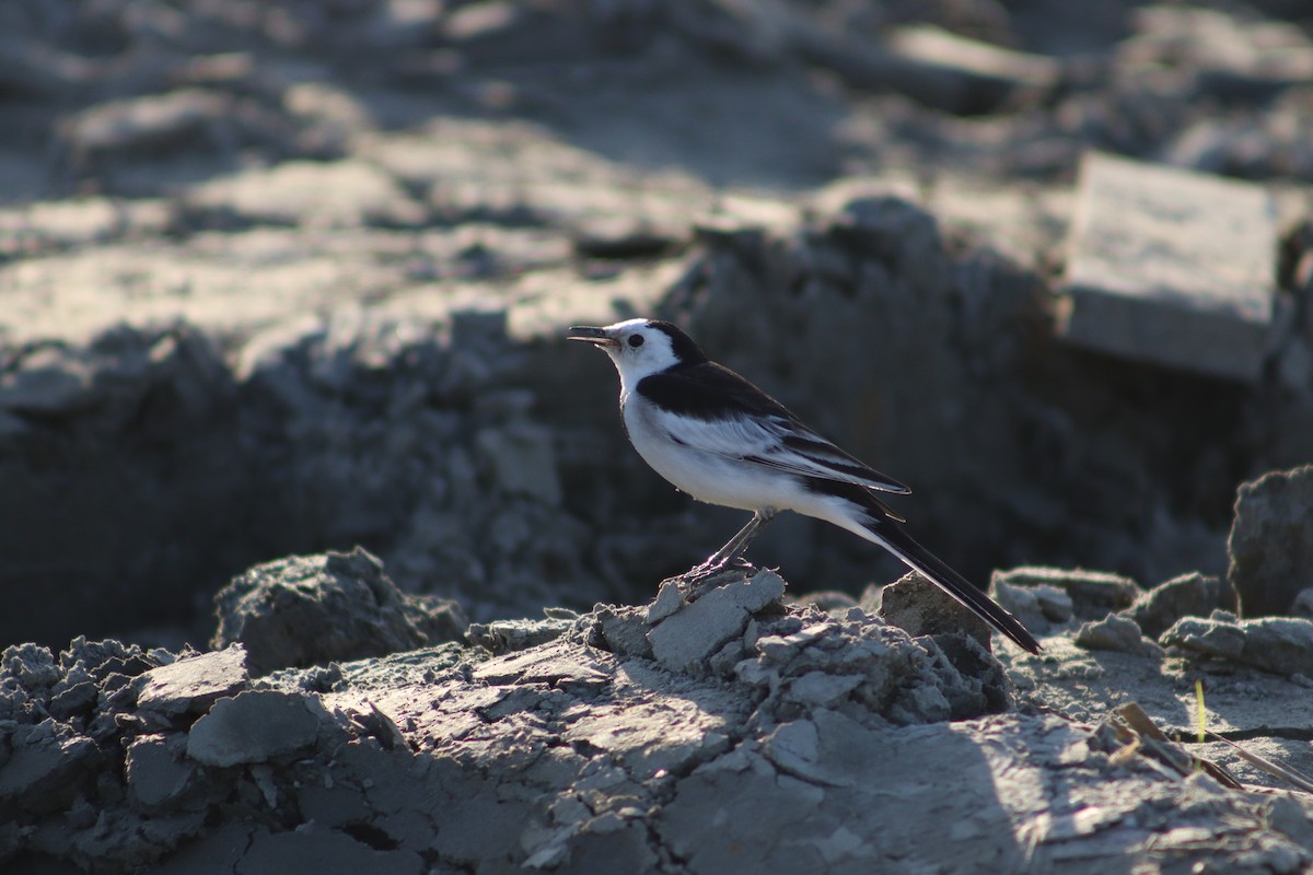 White Wagtail - ML627016134