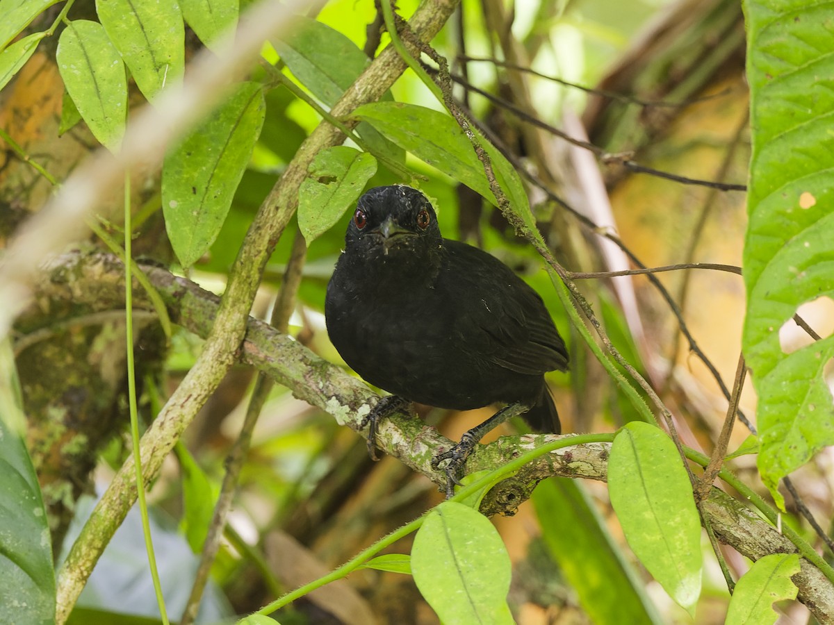 Stub-tailed Antbird - ML627016210