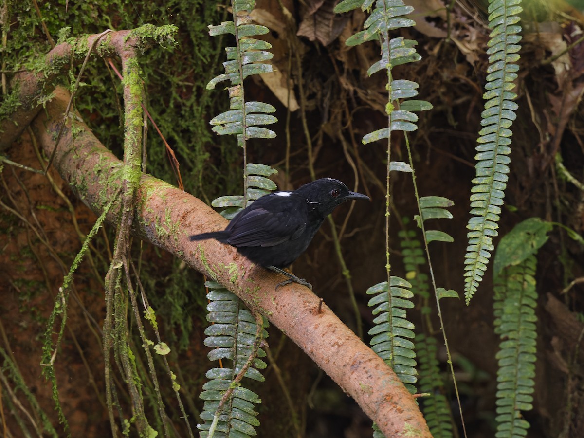 Stub-tailed Antbird - ML627016211