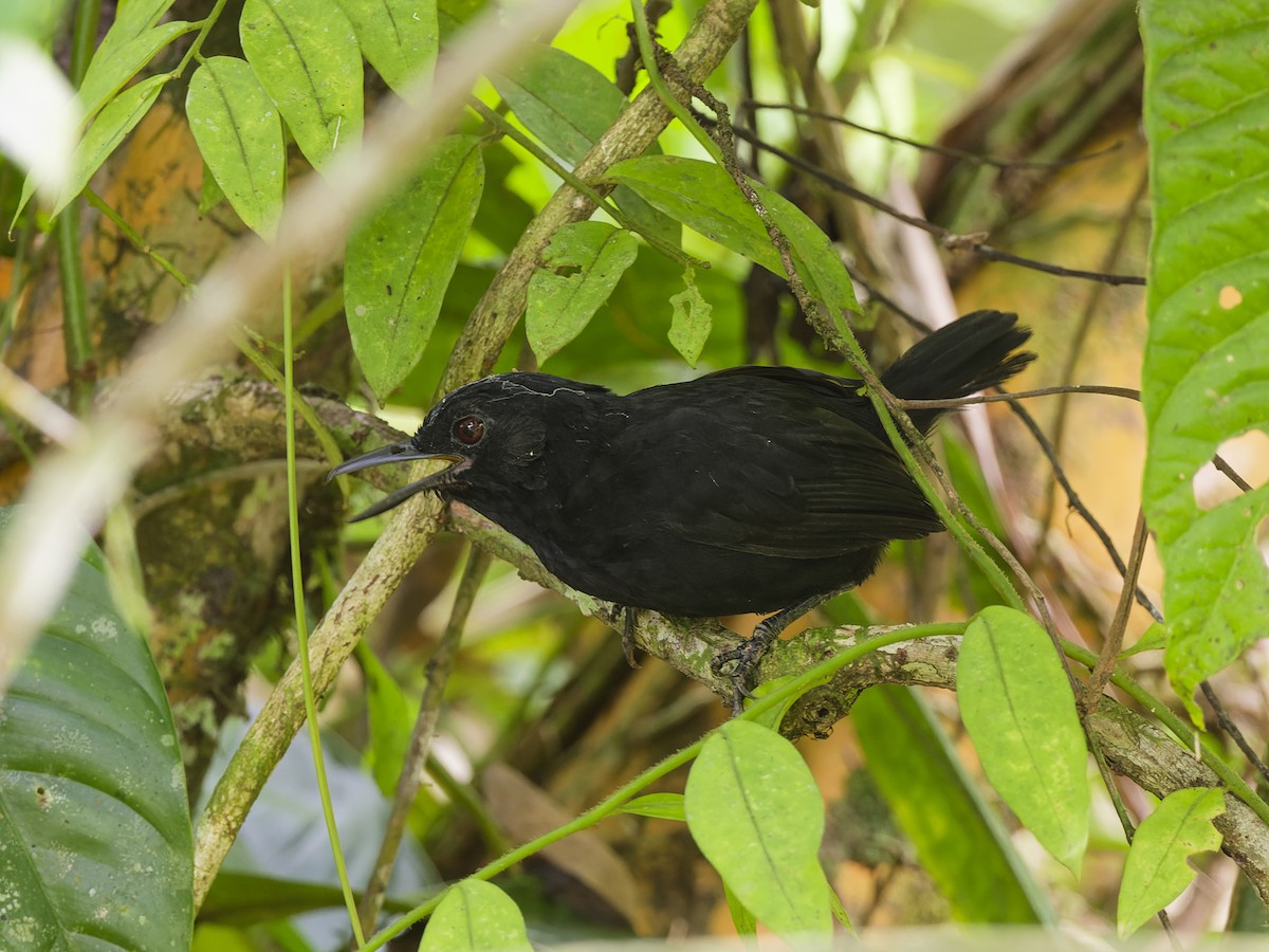 Stub-tailed Antbird - ML627016215