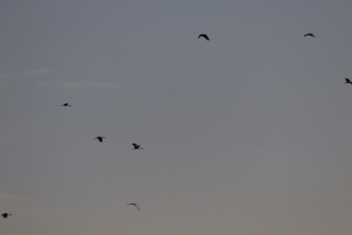 Asian Openbill - ML627016226