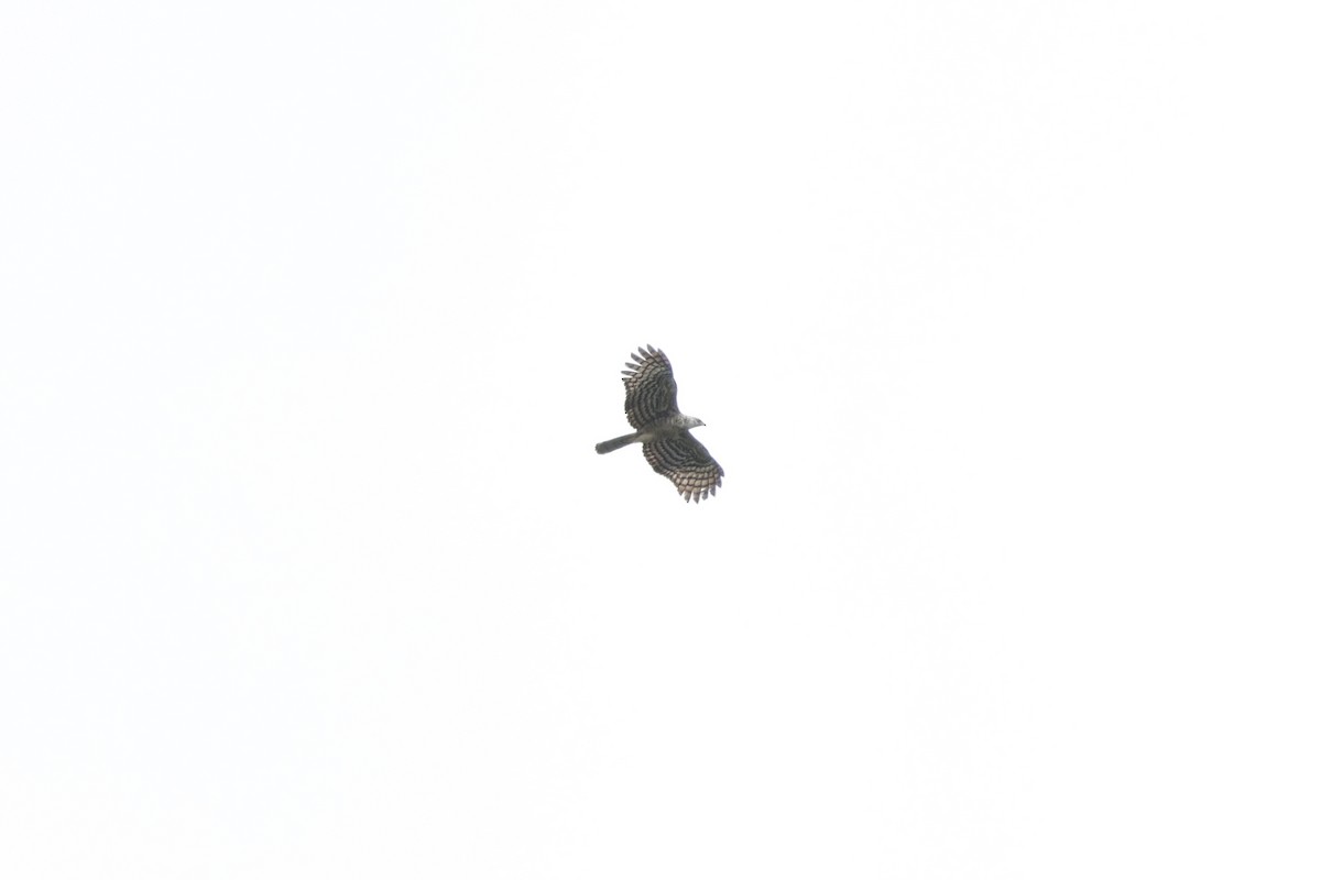 Henst's Goshawk - ML627016287