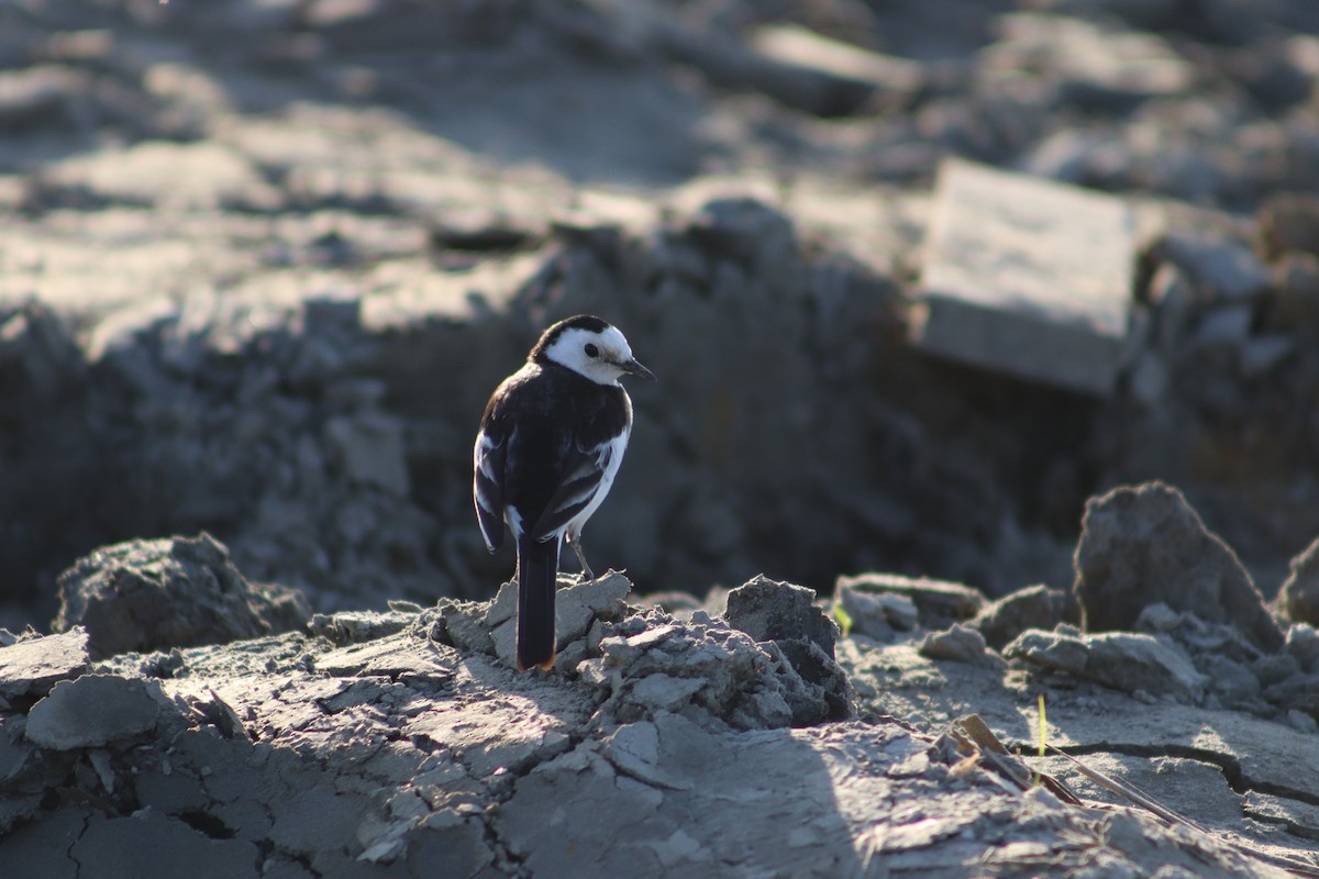 White Wagtail - ML627016332