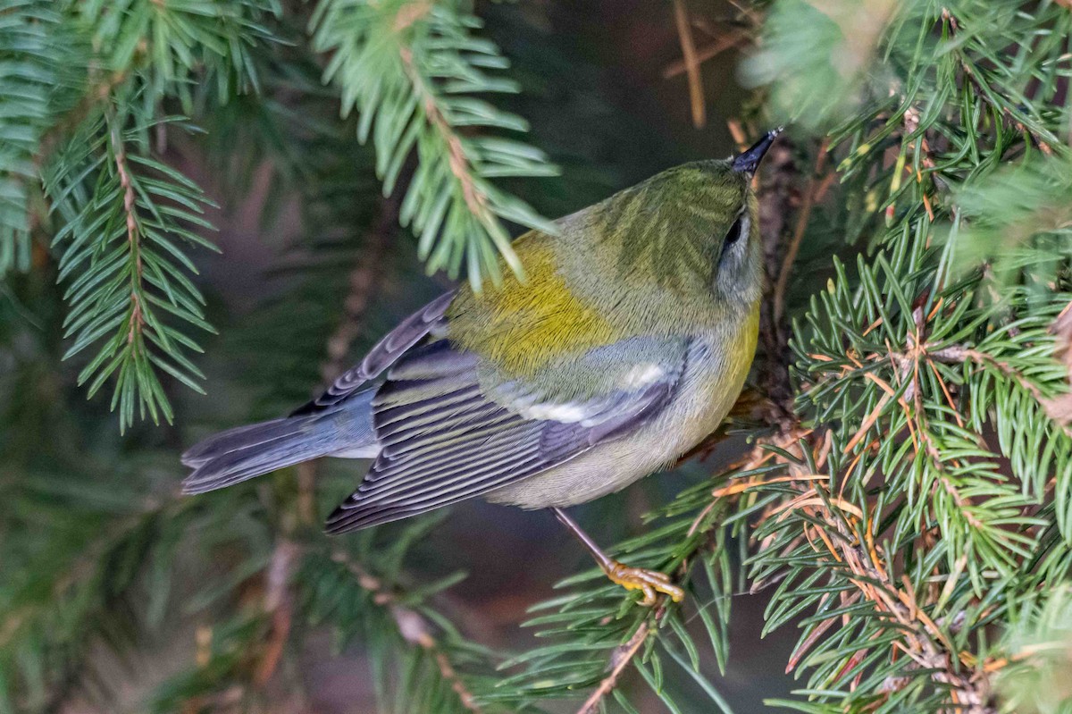 Kuzeyli Parula - ML627016336