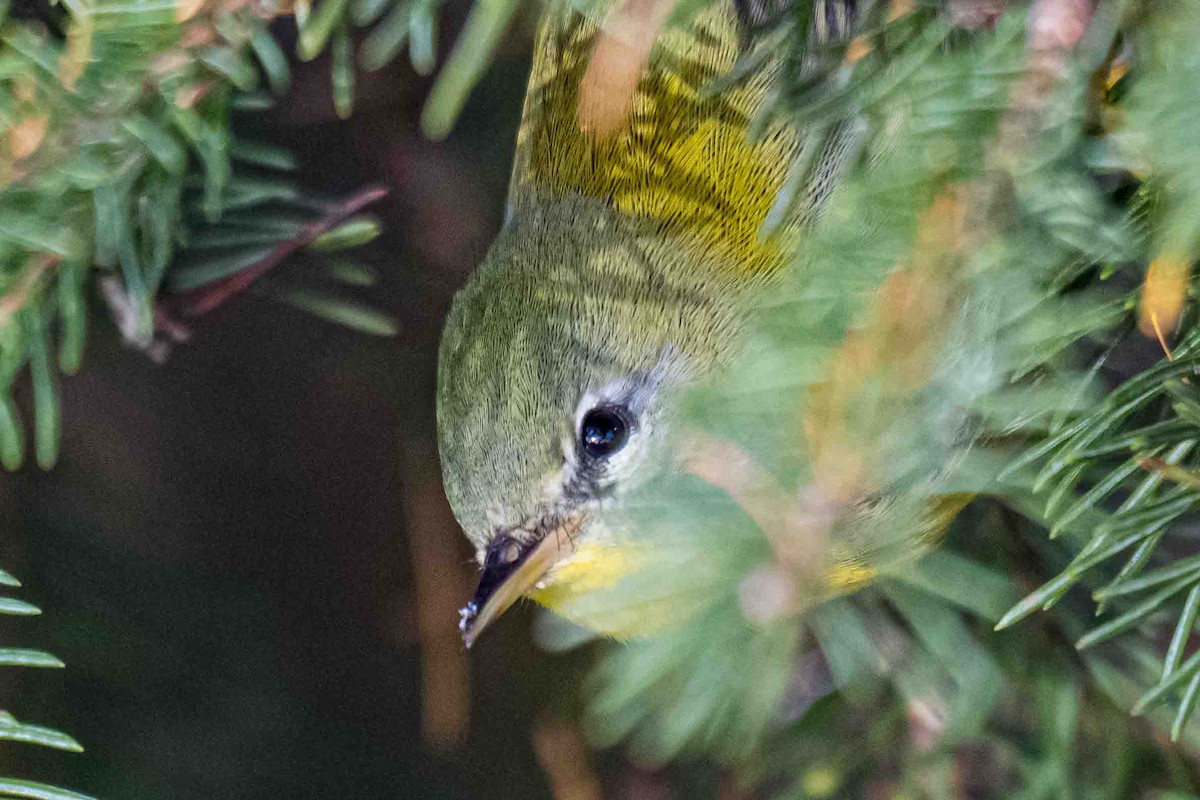 Kuzeyli Parula - ML627016337