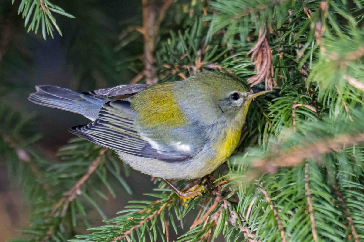 Kuzeyli Parula - ML627016340