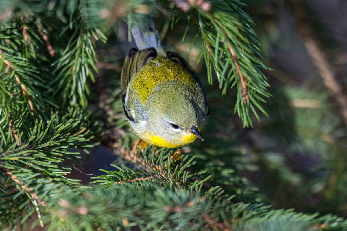 Kuzeyli Parula - ML627016341