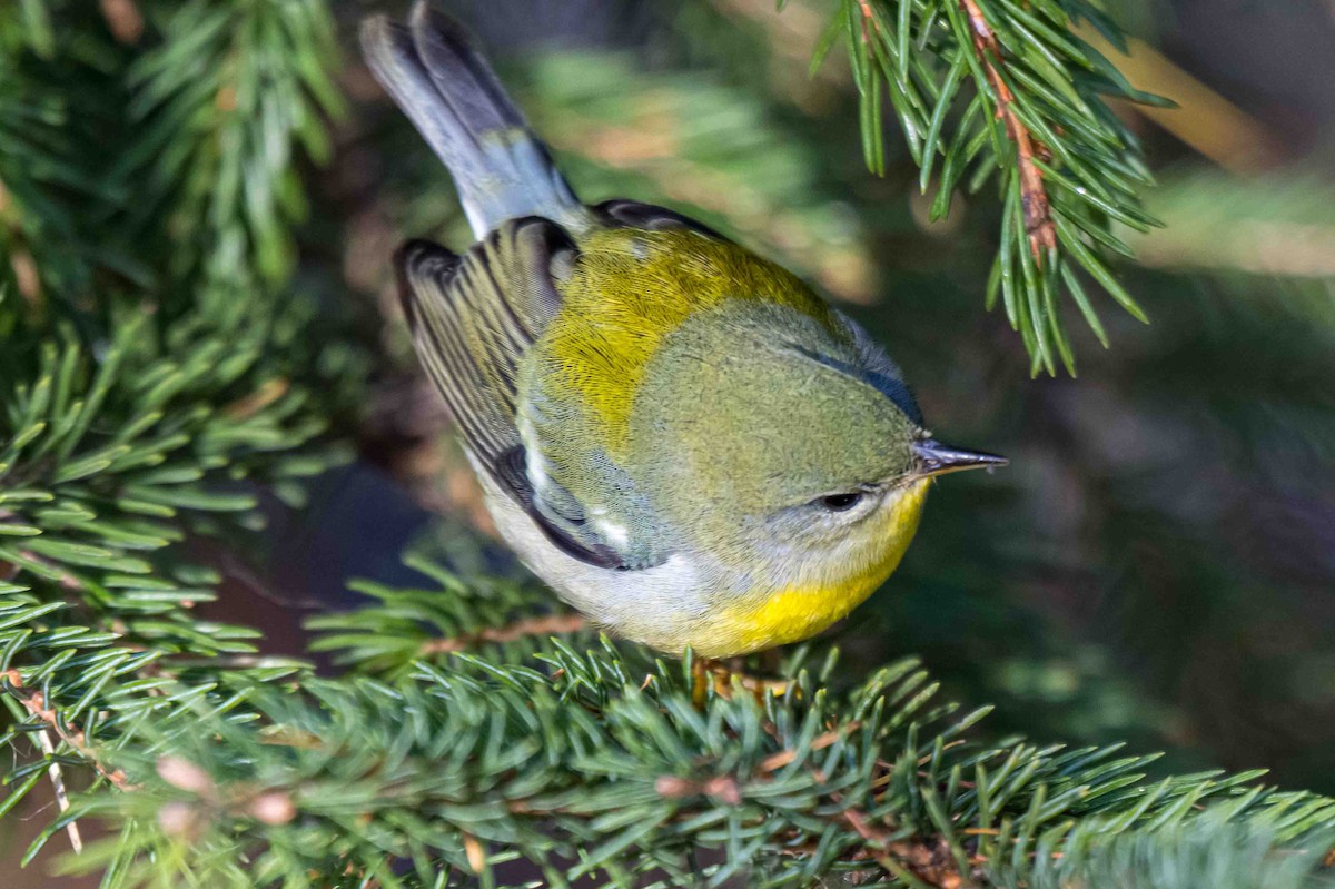Kuzeyli Parula - ML627016342