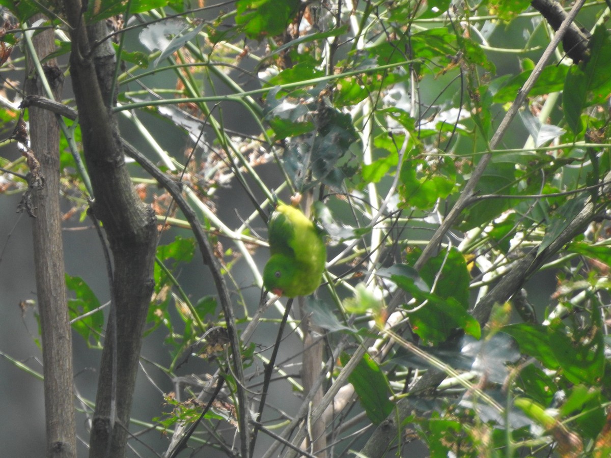 Yellow-throated Hanging-Parrot - ML627016448