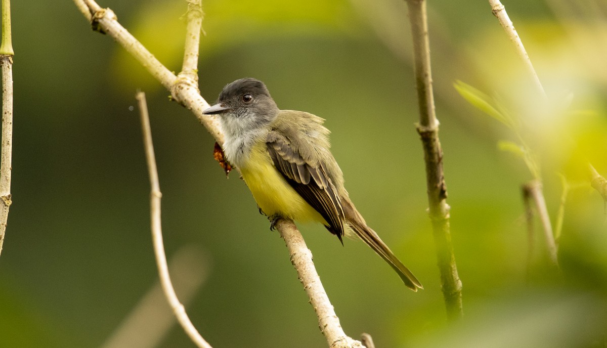 Dusky-capped Flycatcher - ML627016557