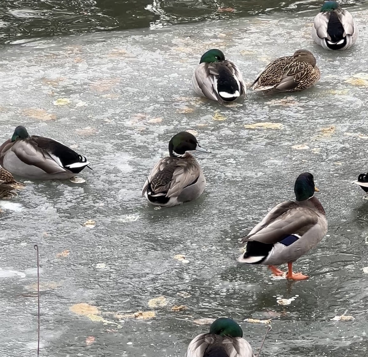 Mallard x Northern Pintail (hybrid) - ML627016573