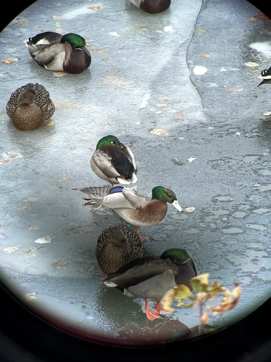 American Wigeon x Mallard (hybrid) - ML627016586