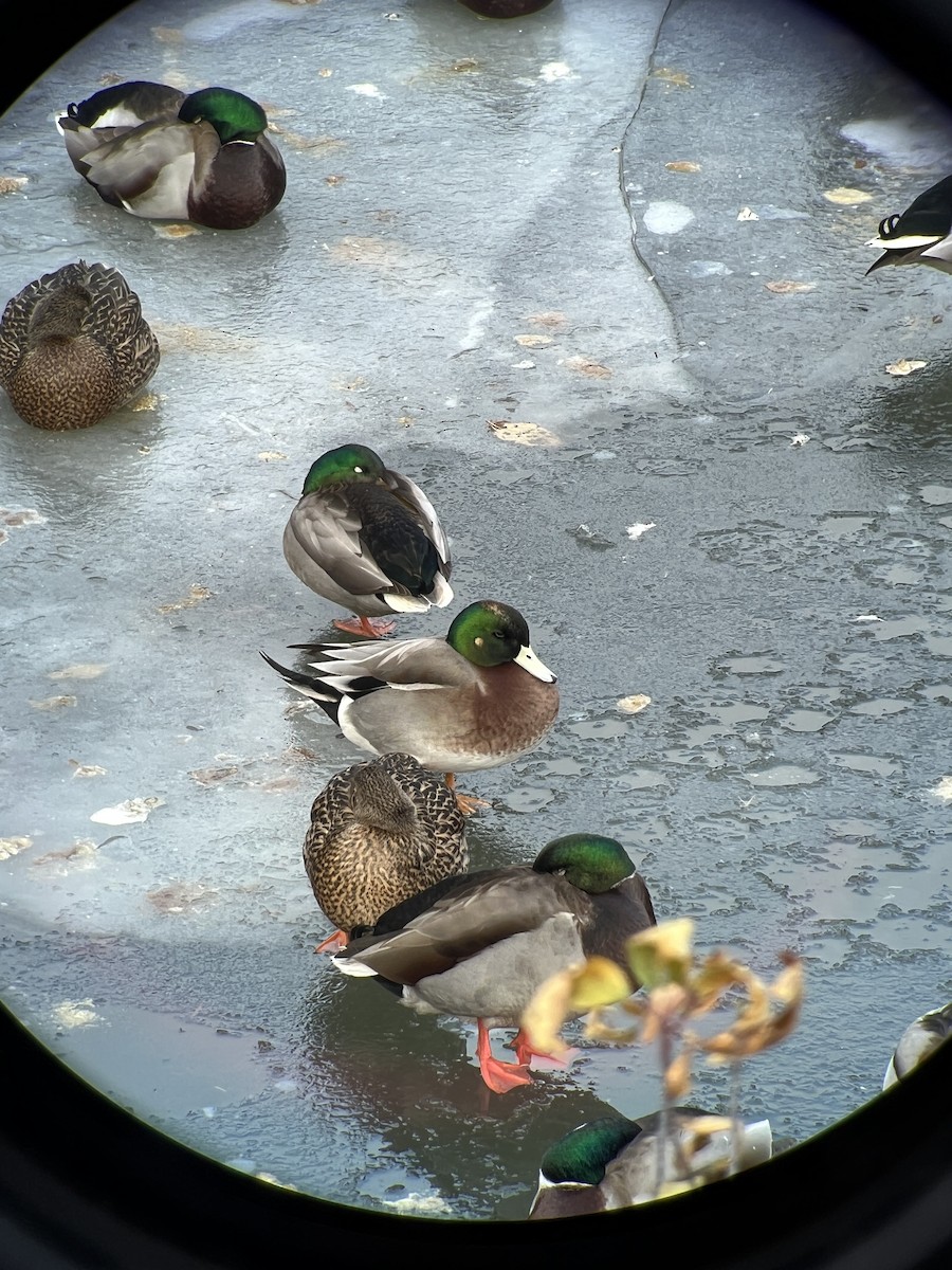 American Wigeon x Mallard (hybrid) - ML627016587