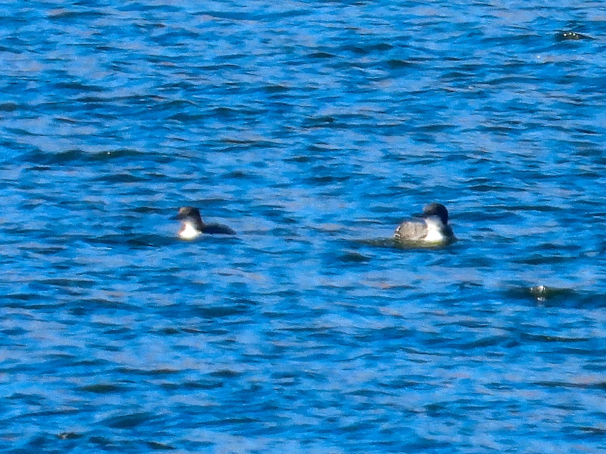 Common Loon - ML627016658