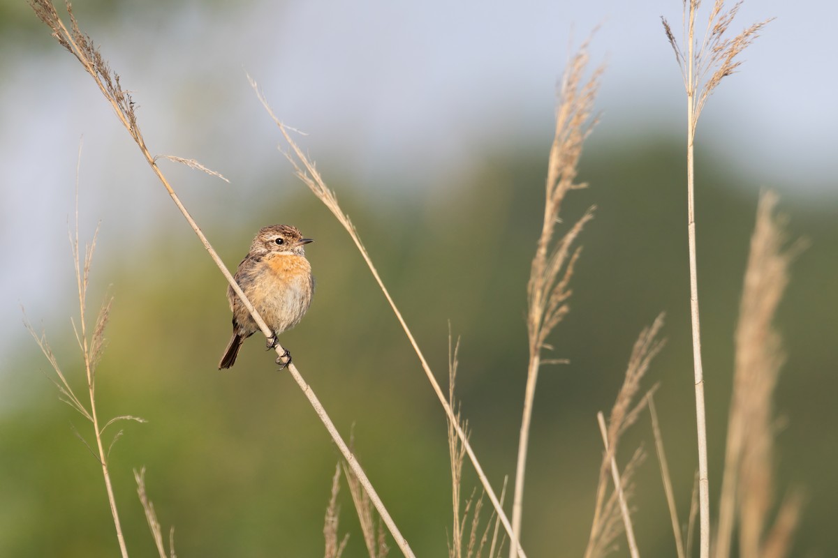 European Stonechat - ML627016662