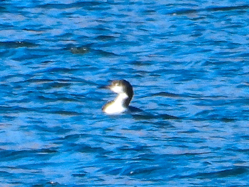 Common Loon - ML627016707
