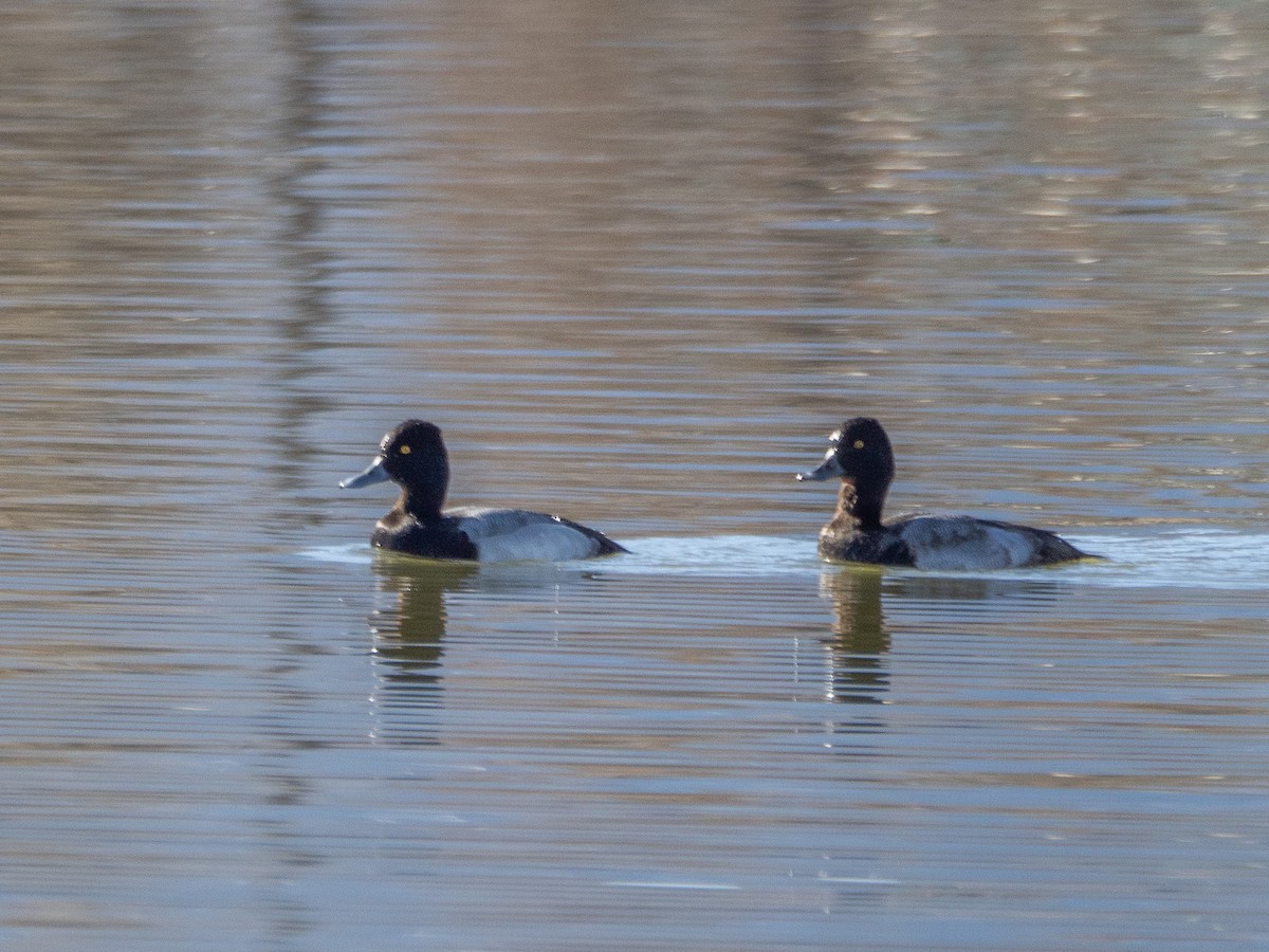 Lesser Scaup - ML627017023