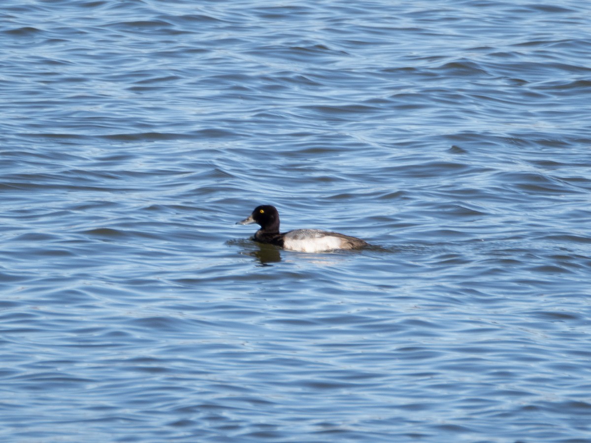 Lesser Scaup - ML627017031