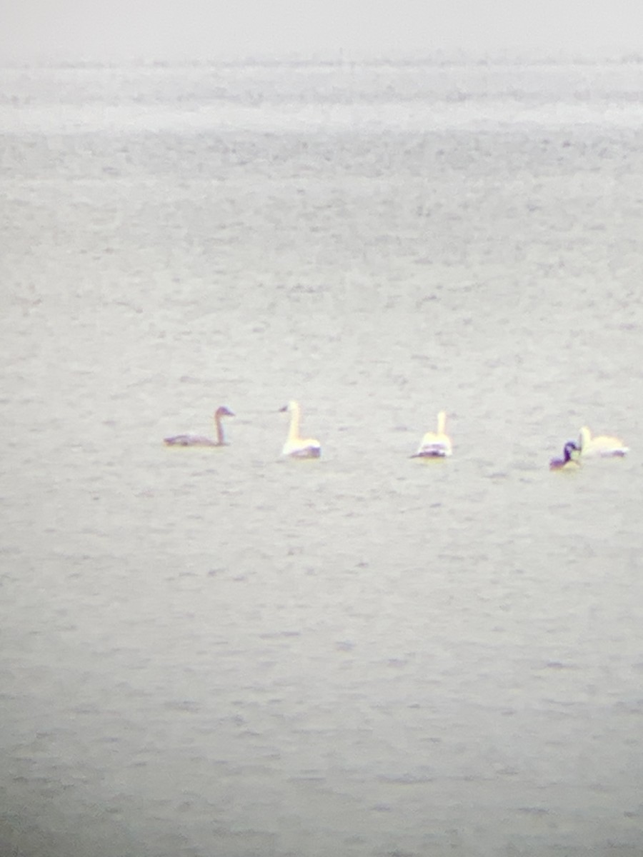 labuť malá - ML627017041