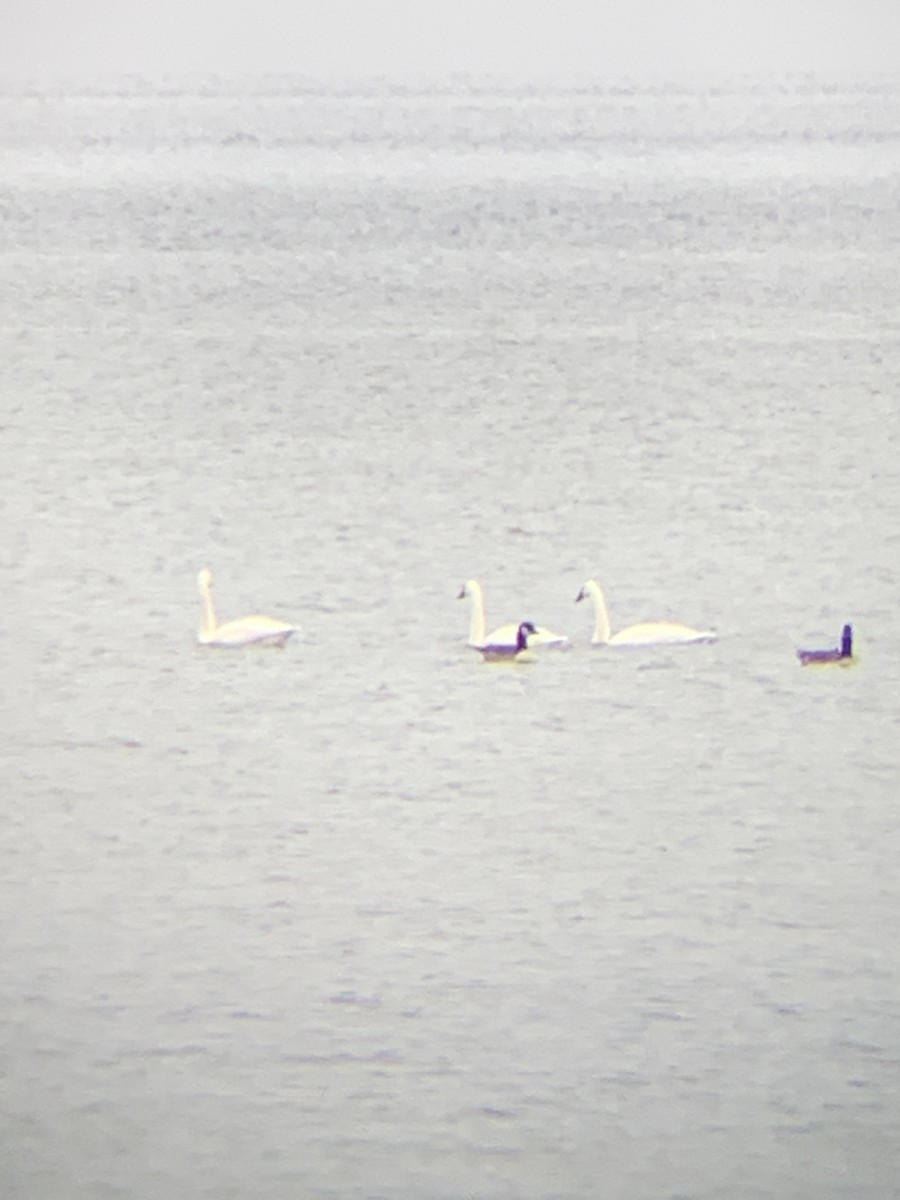 labuť malá - ML627017042