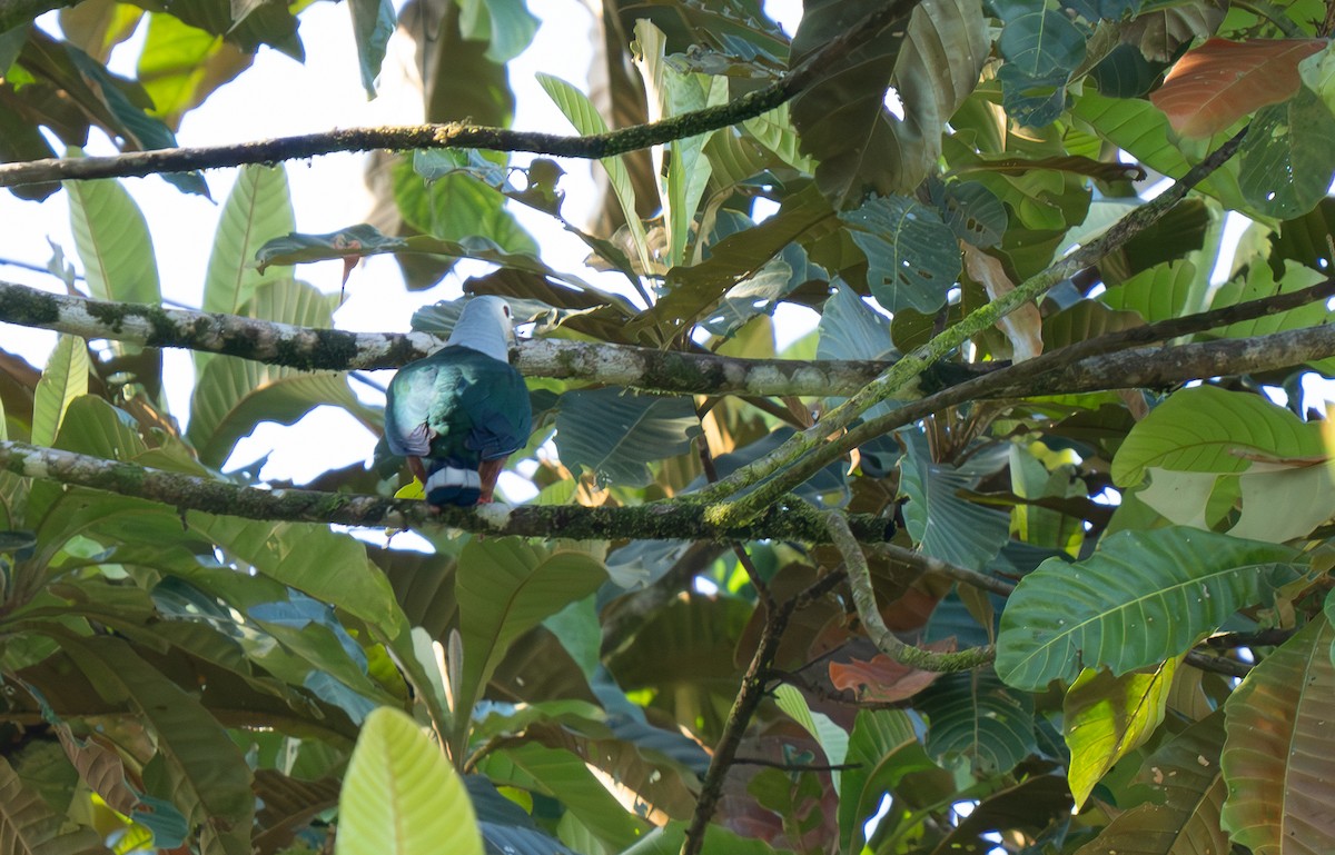 Finsch's Imperial-Pigeon - ML627017225