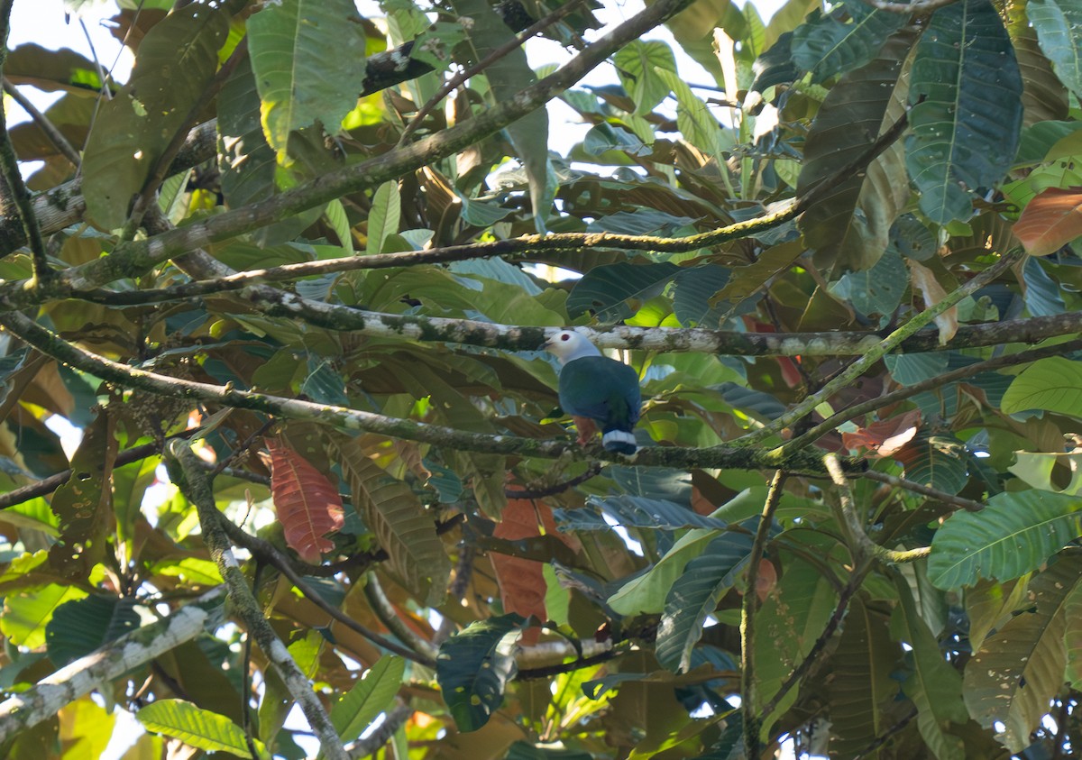 Finsch's Imperial-Pigeon - ML627017226