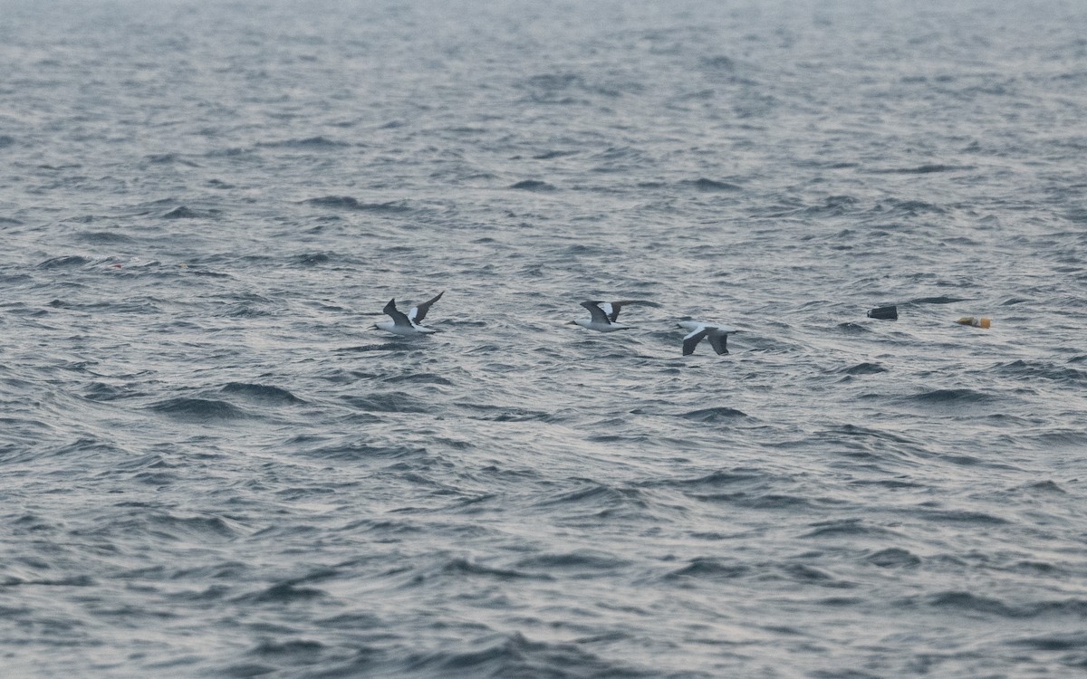 Masked Booby - ML627017340