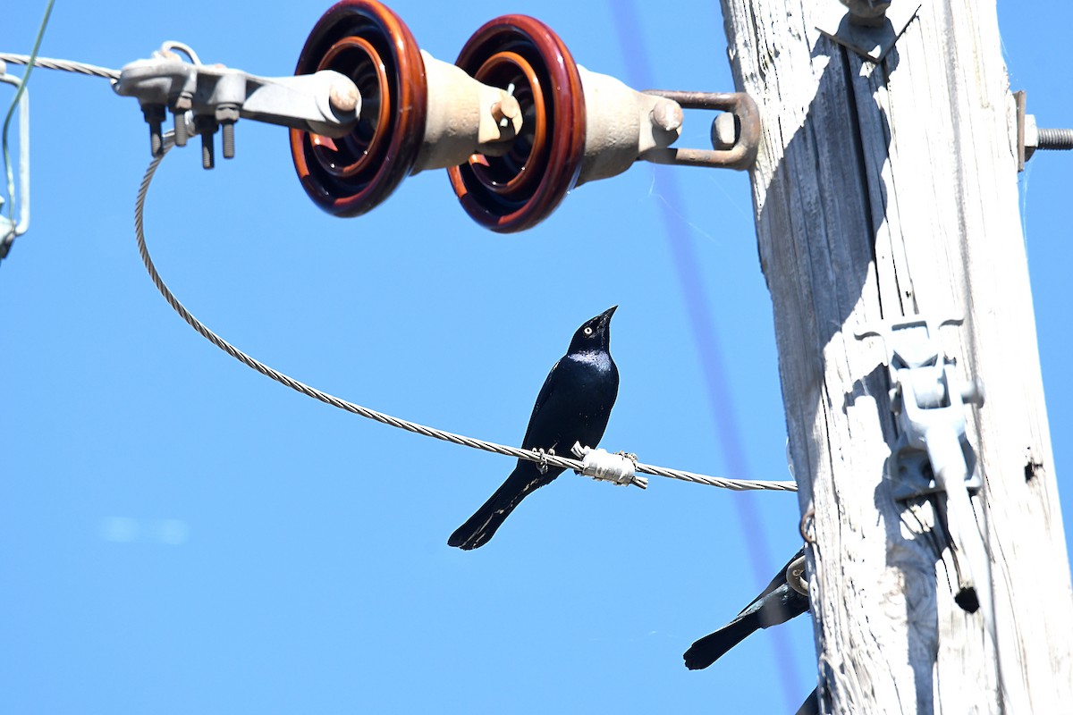 Common Grackle - ML627017407