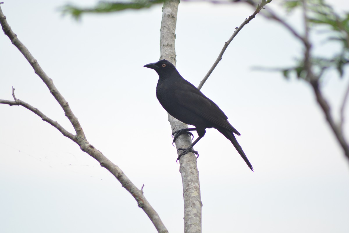 Giant Cowbird - ML627017497