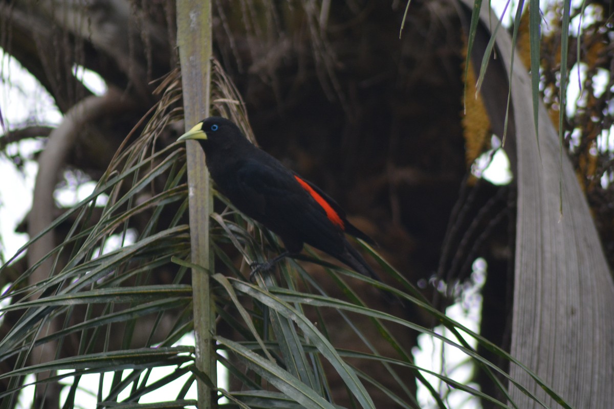 Red-rumped Cacique - ML627017503