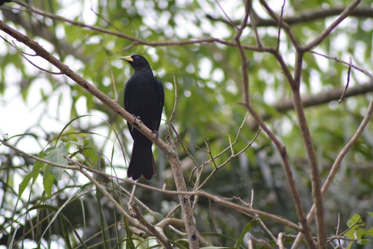 Red-rumped Cacique - ML627017504