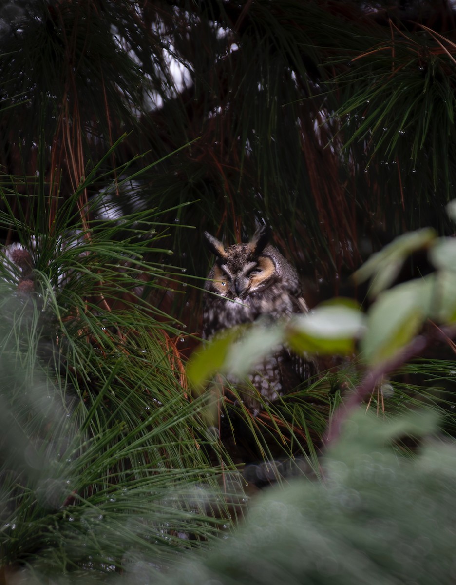 Long-eared Owl - ML627017646