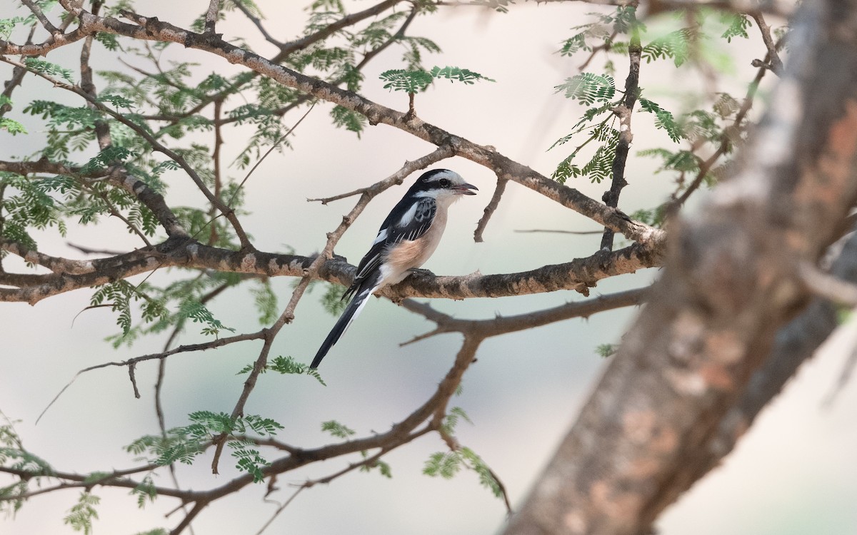 Masked Shrike - ML627017695