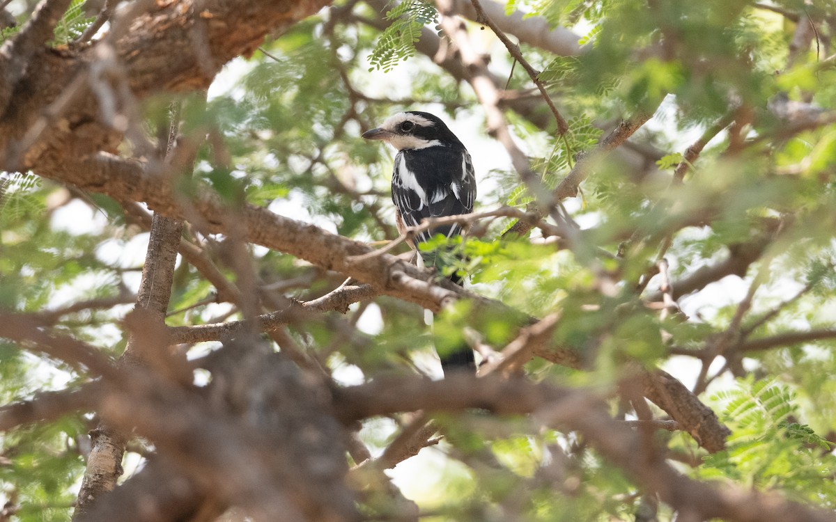 Masked Shrike - ML627017696