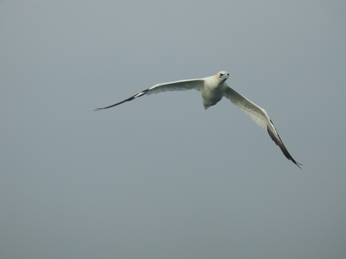 Northern Gannet - ML627017807