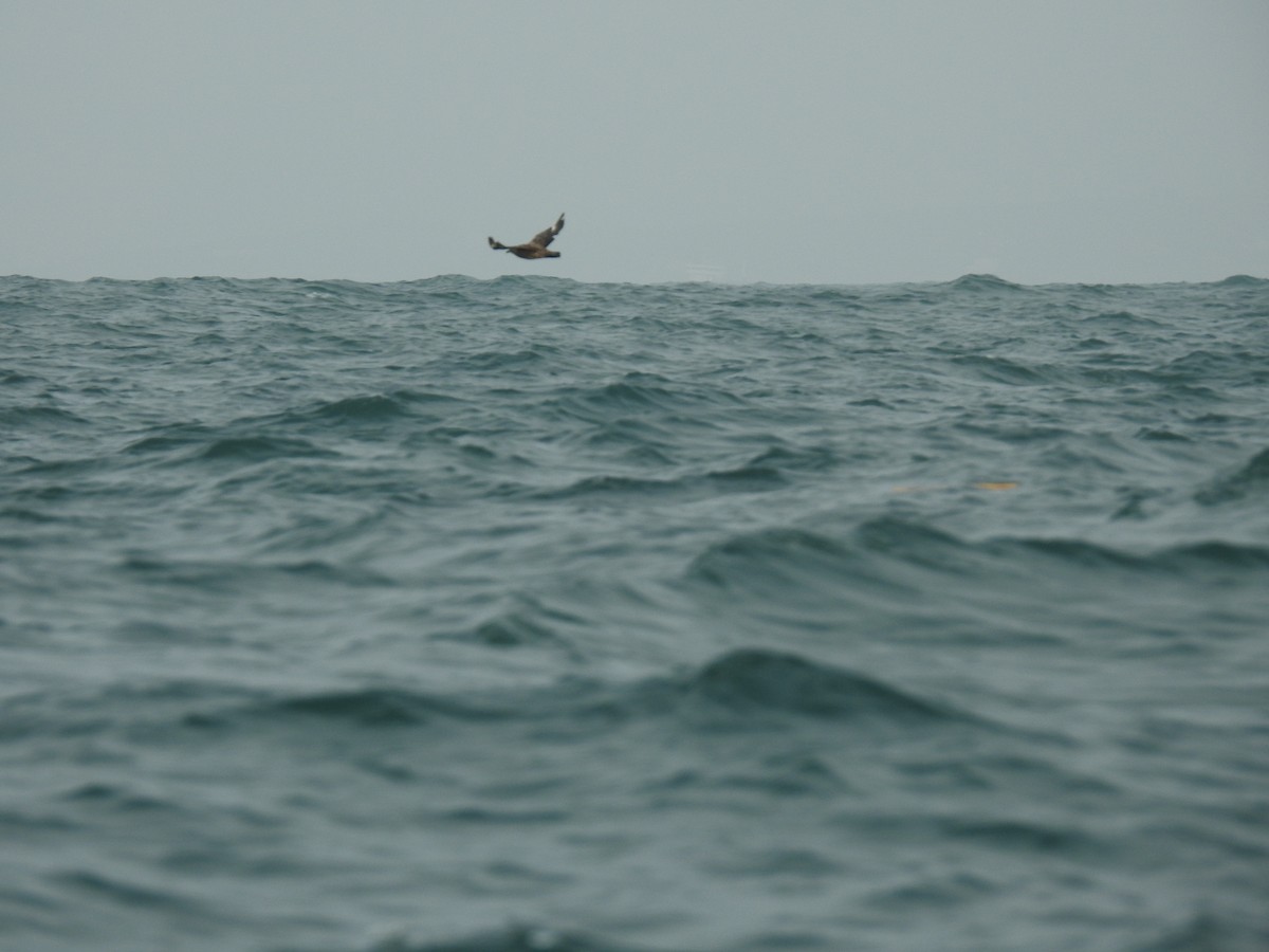 Great Skua - ML627017825