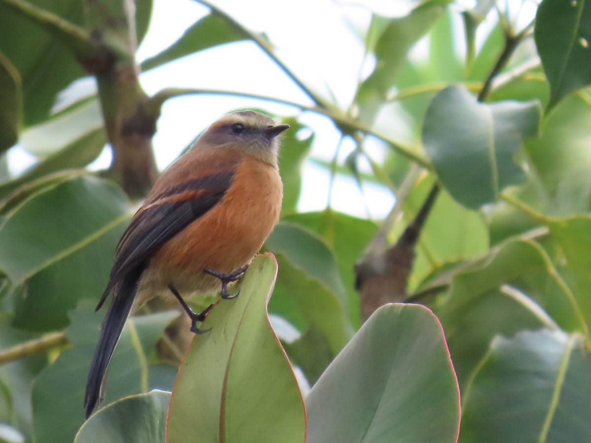 Brown-backed Chat-Tyrant - ML627017940