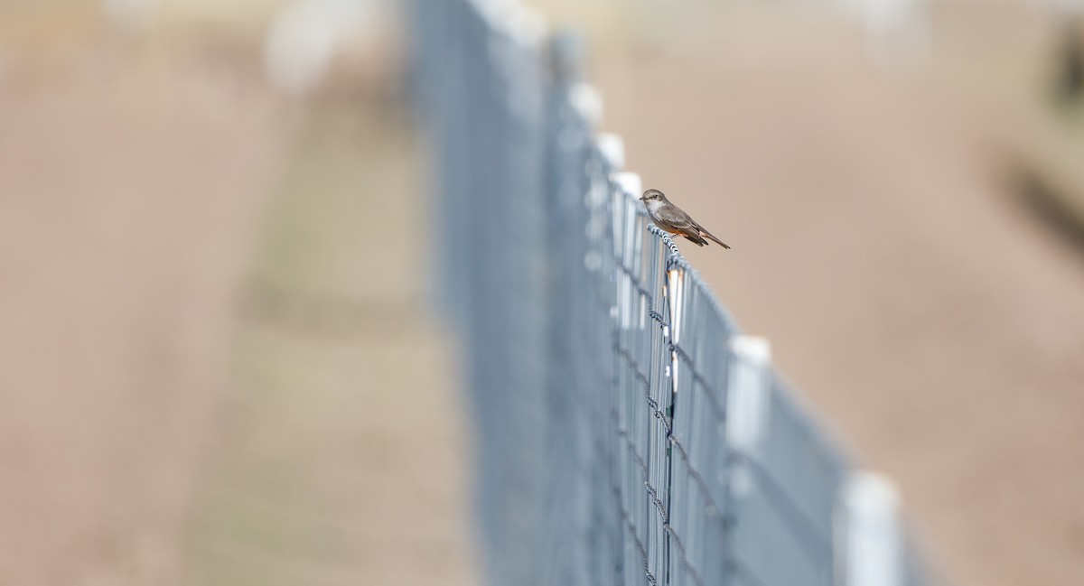 Vermilion Flycatcher - ML627018126