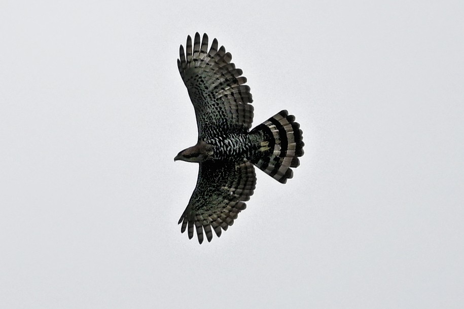 Barred Hawk - ML627018165