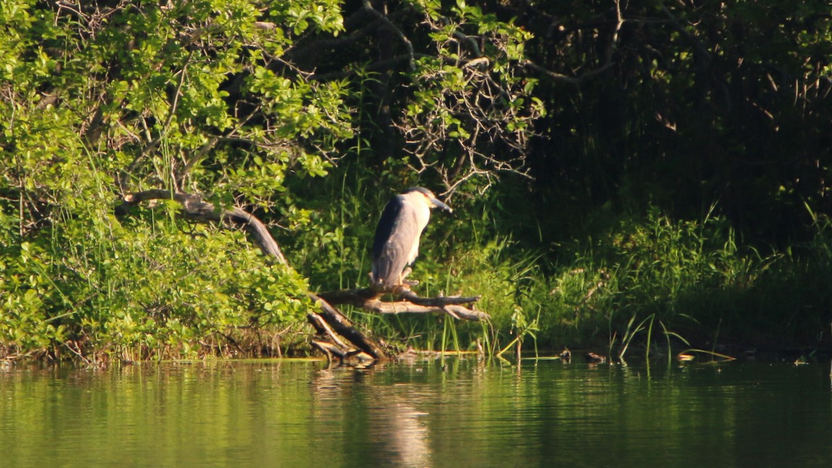 Black-crowned Night Heron - Jack McDonald