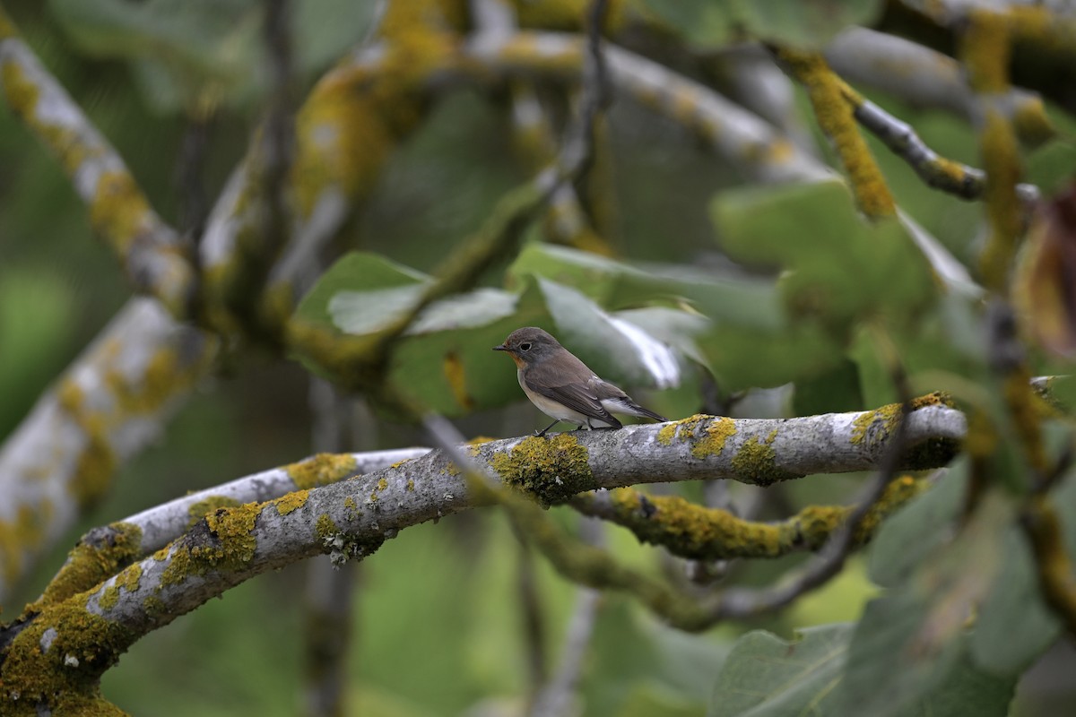 Red-breasted Flycatcher - ML627018939