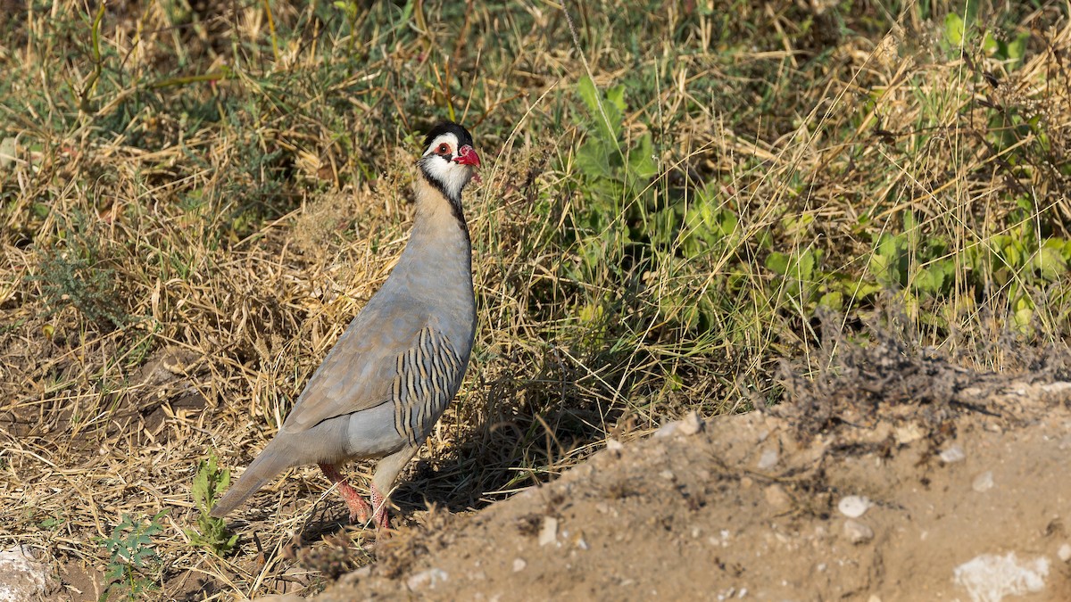 Arabian Partridge - ML627018941